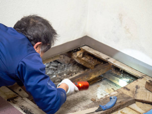 Certified Mold Removal in Laurinburg, NC