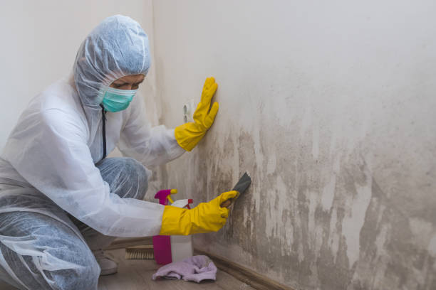 Best Professional Mold Removal  in Laurinburg, NC