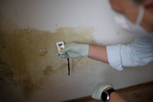Reliable Laurinburg, NC Mold Removal Solutions