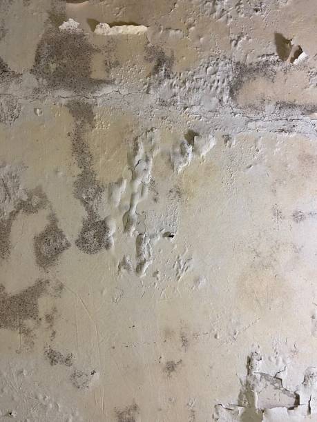 Best Certified Mold Removal  in Laurinburg, NC