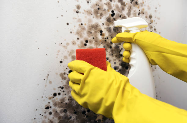 Best Home Mold Removal  in Laurinburg, NC