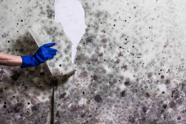 Best Mold Damage Repair  in Laurinburg, NC